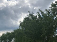 -大兴滨河森林公园