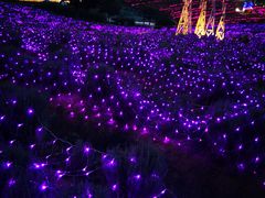 -大塘金香草谷