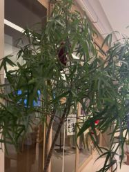 -AGE LOCK 锁龄美肌