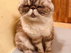-猫色咖啡·猫咖