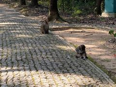 -苏州上方山国家森林公园