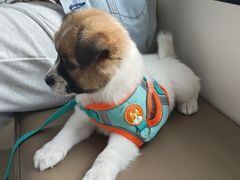 -凯瑞希宠物医院·狂犬免疫·微创·皮肤科