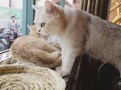 -喵屿·大理花园猫咖