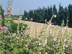 -君乐宝优致牧场