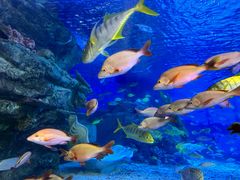 -太平洋海底世界