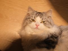 -猫腻·猫咖·撸猫馆(星光大道店)