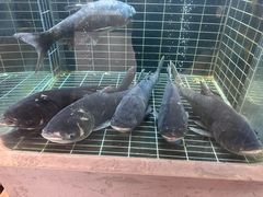 -老海陵·泰州菜(图书馆店)