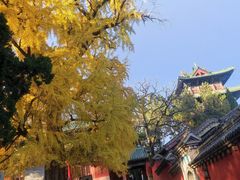 -少林寺欢喜地素斋馆