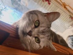 -海边的猫和咖啡馆