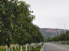 -厦门邮轮中心厦鼓码头(轮渡站)