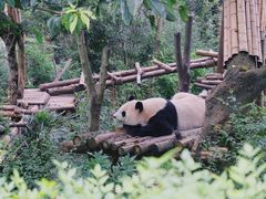 -成都大熊猫繁育研究基地