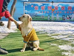 -宠物寄养训练学校