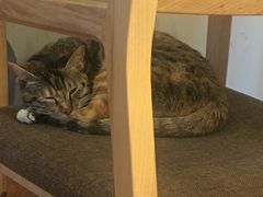 -猫的天空之城概念书店(杭州南宋御街店)