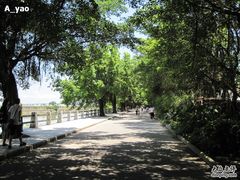 -大湾区中央湿地公园