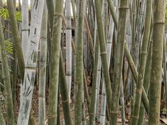 -开平碉楼文化旅游区马降龙景区