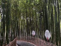 -陈家山荷花公园