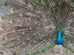 -前小桔亲子创意农场·草莓采摘·露营烧烤