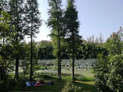 -艾溪湖湿地公园