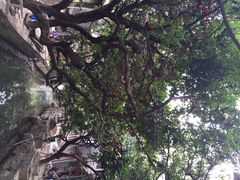 很大棵的莲雾树-小洲村