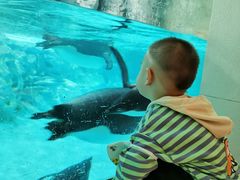 -帝企鹅自助餐厅•儿童岛•真企鹅(长隆企鹅酒店)