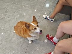 -半岛宠物医院24小时(西派城店)