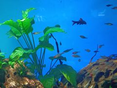 -太平洋海底世界