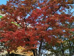 -证大大拇指广场(芳甸路店)