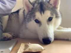 -Husky Go! 哈士奇体验馆·宠物咖啡厅狗咖