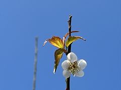 -马峦山郊野公园