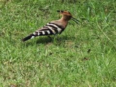 -随州市曾侯乙墓遗址博物馆