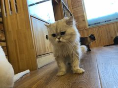 -猫的茶·猫咖