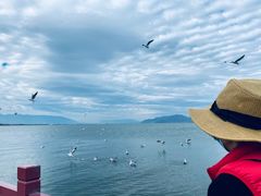 -洱海月湿地公园