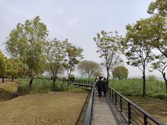 -莲花岛景区