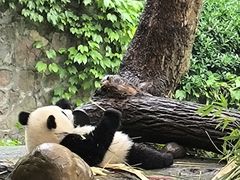 -都江堰中华大熊猫苑