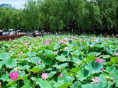 -莲花池公园