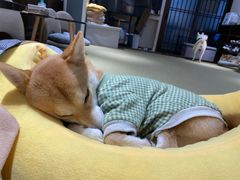 -逗柴咖啡屋·狗咖猫咖宠物桌游