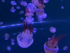 -合肥海洋世界
