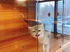 -猫十亿·布偶金渐层·曼基康矮脚猫舍(青年路店)