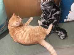 -CAT’S MEWSTAR CAFE·喵星球猫屋(晴湾咖啡店)