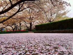-武汉大学-樱园
