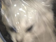 -瑞鹏宠物医院·内科·中兽医·骨科(苗圃店)