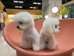 -帕帕拉兹宠物(亚洲旗舰店)