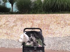 -半岛宠物医院24小时(科华中路店)