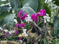 -石家庄市植物园