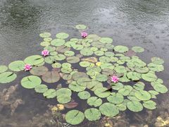 -上海鲜花港