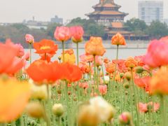 -顺峰山公园