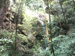 -莫里热带雨林景区