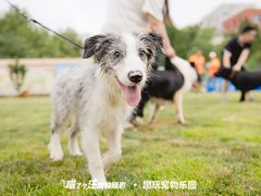 -趣玩宠物乐园寄养训犬训狗游泳池