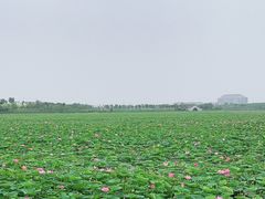 -天津东丽湖风景区