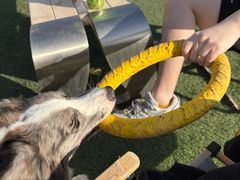 -爪吧宠物乐园 (温榆河示范区店)